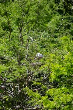 Great Egrets Stock Photos