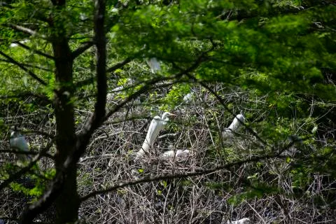 Great Egrets Stock Photos