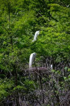 Great Egrets Foto stock