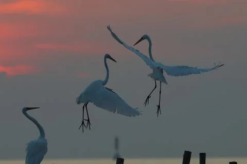 Great egrets Stock Photos