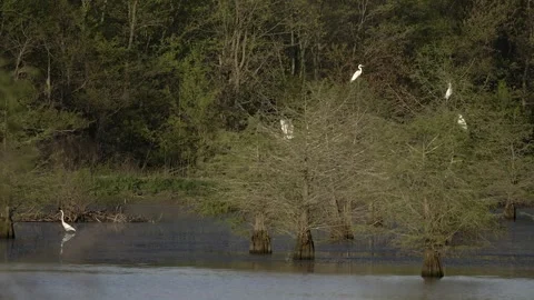 Great Egrets in a Pond and Perching, Some Fly Away Stock-Footage 277913245
