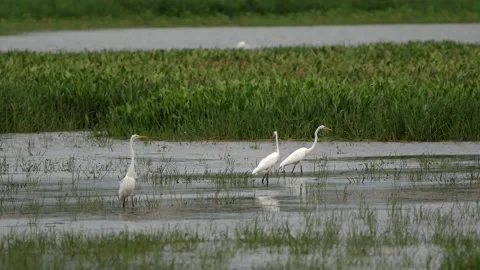 Great Egrets Walking  in a Pond Stock-Footage 277913615