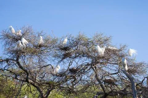 Great Egrets in the Wild Stock Photos