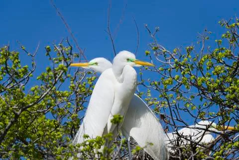 Great Egrets in the Wild Stock Photos