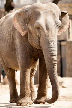 Great  elephant Stock Photos
