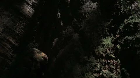 Great eucalyptus tree Stock Footage 52458844