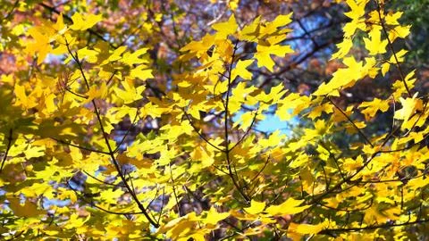 Great Fall Colors. Stock Photos