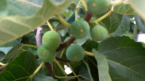 Great fig tree full of fresh green fig fruits, 4K video shot Stock Footage 116565683