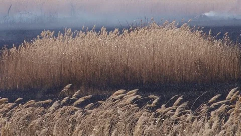 Great Fire Stock Footage 86638802