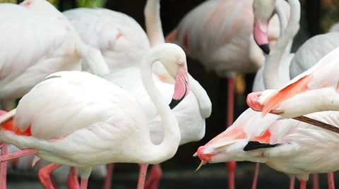 The great flamingo Stock Footage 52605958