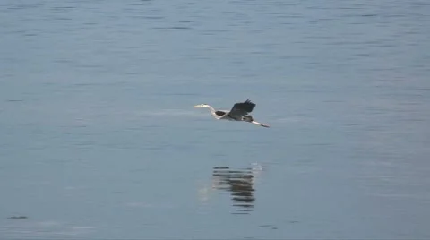 Great in flight Video stock 7728108