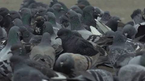 A great flock of pigeons Stock Footage 83687878