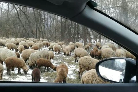 Great FLOCK  of  SHEEPS Foto stock