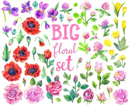 Great floral set. Stock Illustration