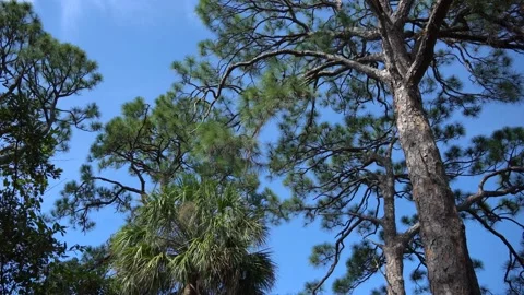 Great Florida Pine Tree Againest Blue Sky Stock Footage 166109608