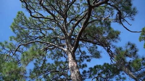 Great Florida Pine Tree Againest Blue Sky Stock Footage 166111942