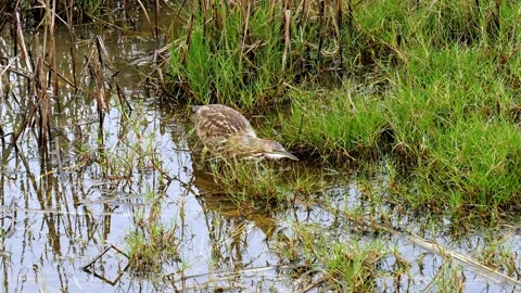 Great footage of an American Bittern, Botaurus lentiginosus, hunting in water Stock Footage 130351045