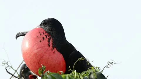 Great frigatebird Stock Footage 11585891