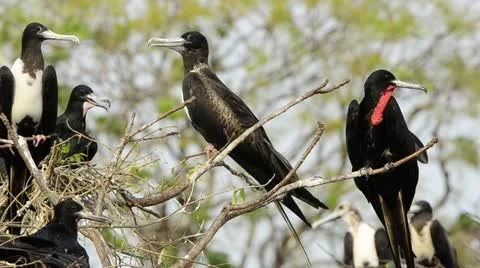 Great frigatebird Stock Footage 11615064