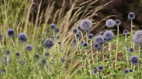Great globe thistle (Echinops sphaerocephalus) and bumble bees (Bombus) Stock Footage 14912630