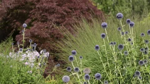 Great globe thistle (Echinops sphaerocephalus) and bumble bees (Bombus) Stock Footage 14912753
