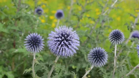 Great globe thistle (Echinops sphaerocephalus) Stock Footage 14922741
