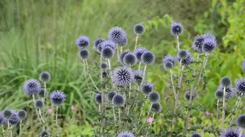 Great globe thistle (Echinops sphaerocephalus) Stock Footage 14922765