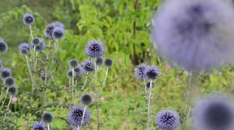 Great globe thistle (Echinops sphaerocephalus) Stock Footage 14922808