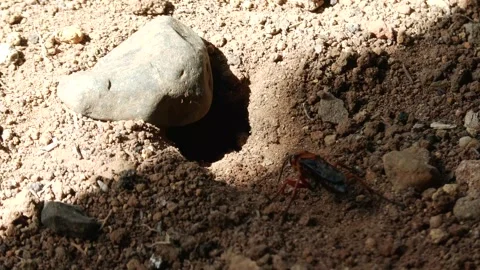 Great golden digger wasp Stock Footage 285011777
