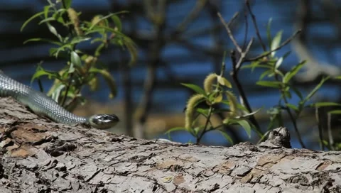 Great grass snake crawling across a tree trunk Stock Footage 4281577