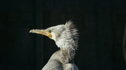 Great gray cormorant twisting head on a dark background (phalacrocorax carbo) Stock Footage 101544622