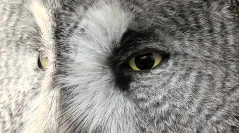 Great gray ow Stock Footage 68189868