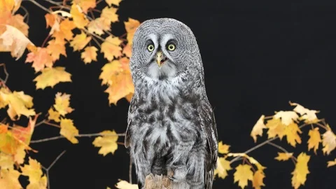 Great Gray Owl Stock Footage 91105262