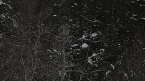 Great Gray Owl in the forest at Sax Zim Bog Minnesota, hunting and watching 스톡 동영상 345180027