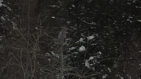 Great Gray Owl in the forest at Sax Zim Bog Minnesota, watching and hunting Stock Footage 345180028