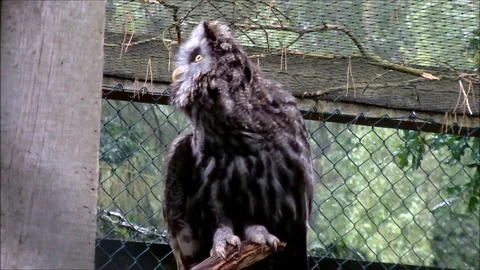 Great Gray Owl in her aviary Stock Footage 92473495