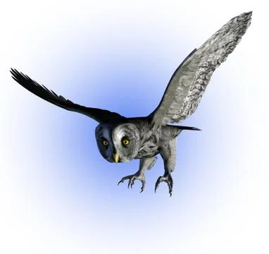 Great Gray Owl 스톡 일러스트