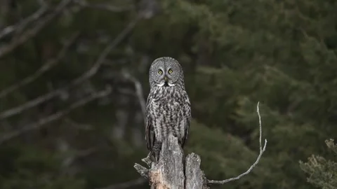 Great Gray Owl perched Stock Footage 265245915
