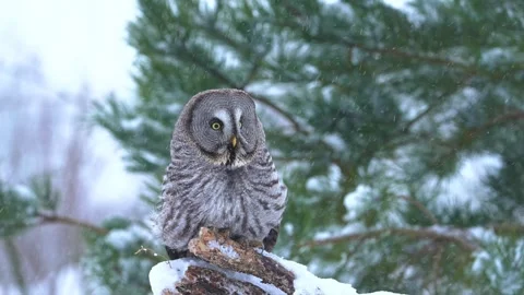 Great gray owl perched on snowy branch during winter snowfall captures Stock Footage 340861860