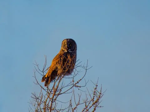 Great Gray Owl perched on a tree at sunset Stock Photos