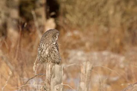 Great Gray Owl Stockfoto's