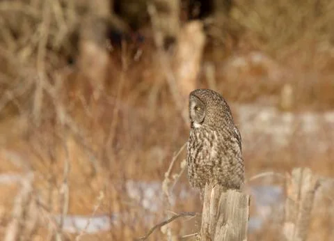Great Gray Owl Stock-Fotos