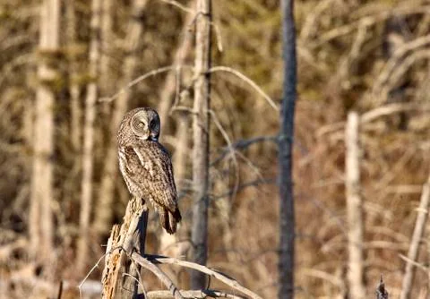 Great Gray Owl Stock Photos