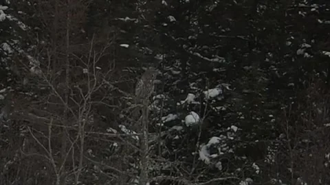 Great Gray Owl in the pine, tamarack forest at Sax Zim Bog Minnesota 스톡 동영상 345180024