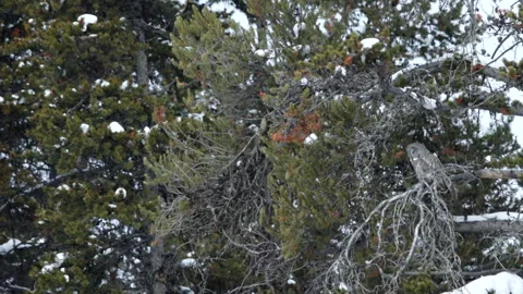 Great Gray Owl Sits on Tree Branch in Snow then Flys Off Stock Footage 346796095