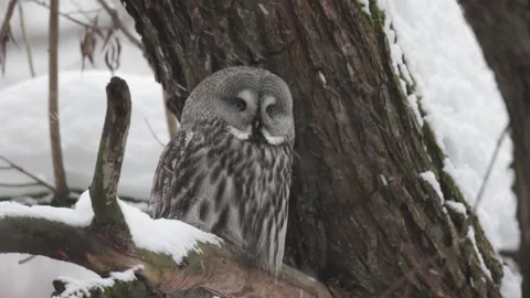 Great gray owl sitting on a tree branch on winter Видео 267667055