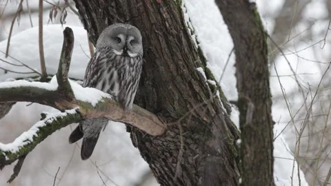 Great gray owl sitting on a tree branch on winter Видео 267667063