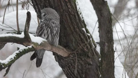Great gray owl sitting on a tree branch on winter 库存影片 267667085