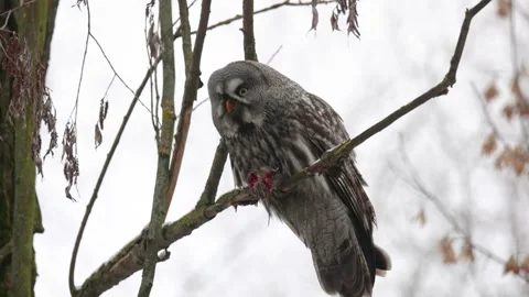 Great gray owl sitting on a tree branch on winter Stock Footage 267667125