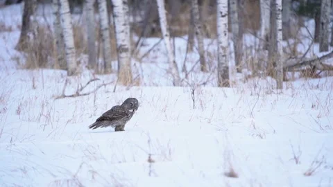 A great gray owl takes off from the snow after an attempt at catching pray Video stock 345096643